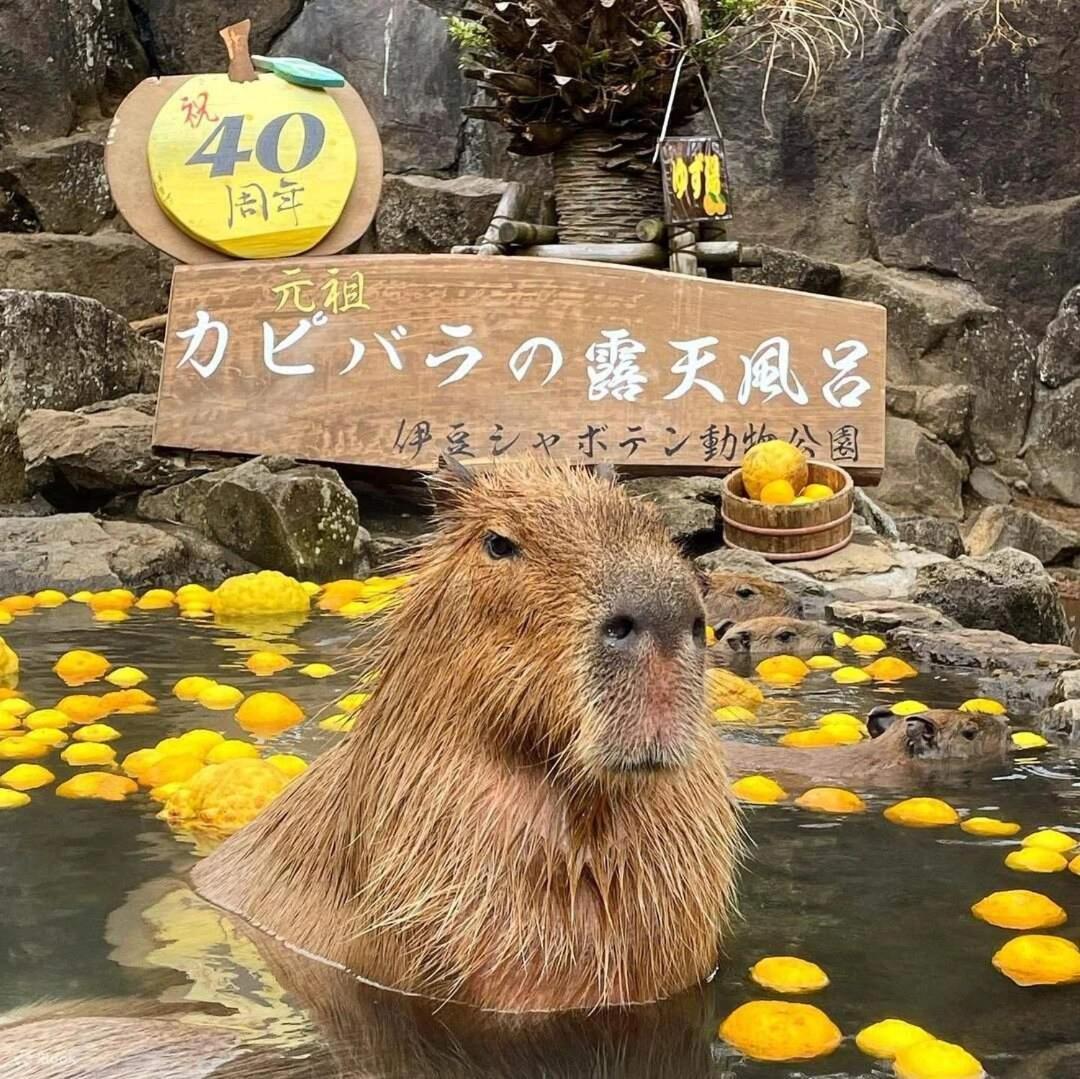 伊豆高原 温泉付別荘 Isana Mountain Villa Futo Esterno foto